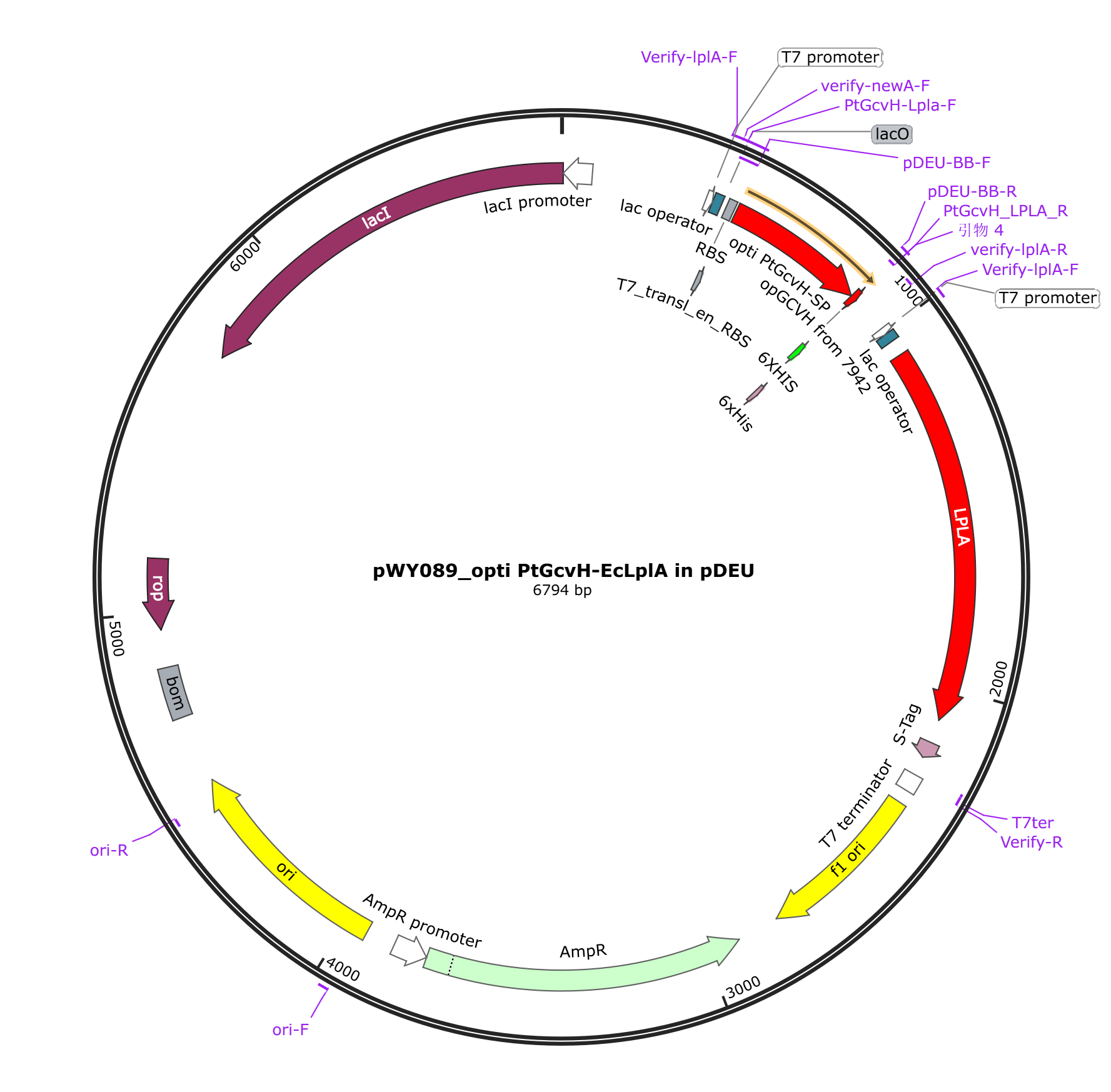 pWY089 pETDuet-1_PtGcsH-EcLplA载体图谱.png